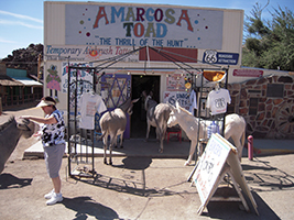 Side Trip to Oatman